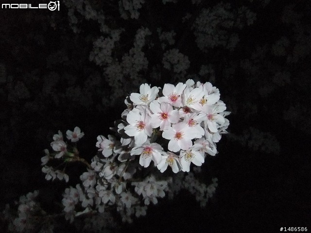 賞櫻花