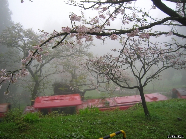 2011-0326阿里山霧中獨騎