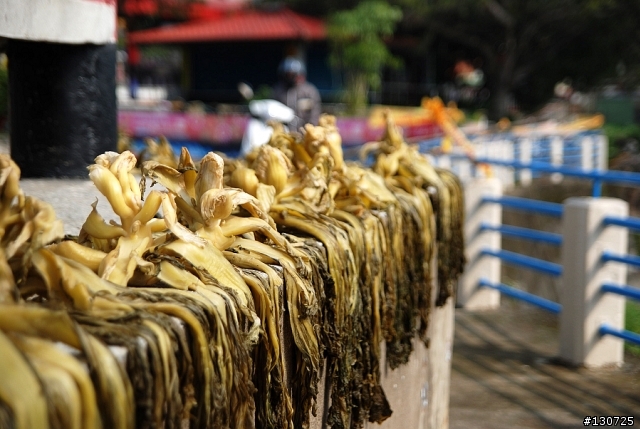 苗栗南庄一日趴趴走(貓咪 神仙谷 小吃) 圖爆多