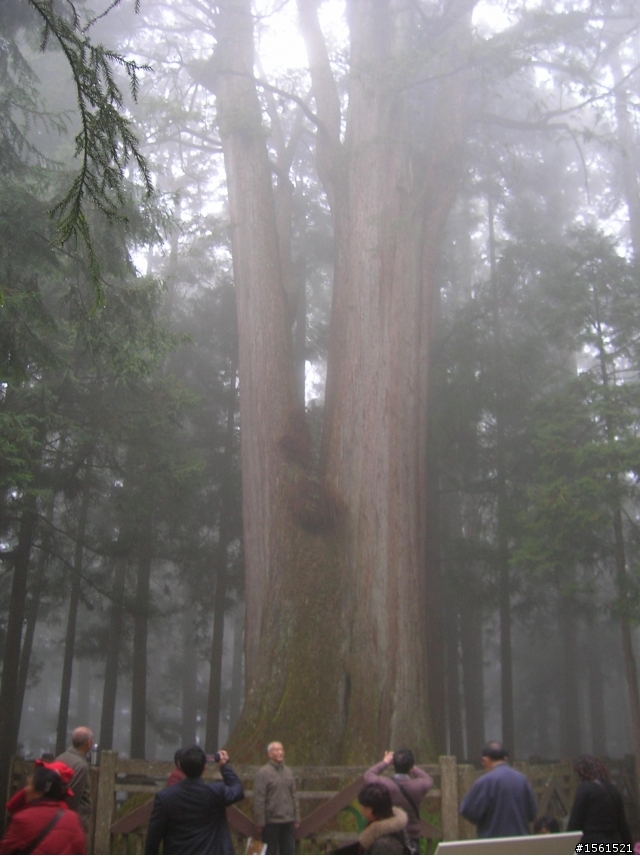 2011-0326阿里山霧中獨騎