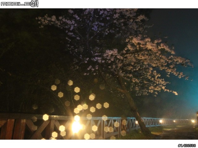 賞櫻花