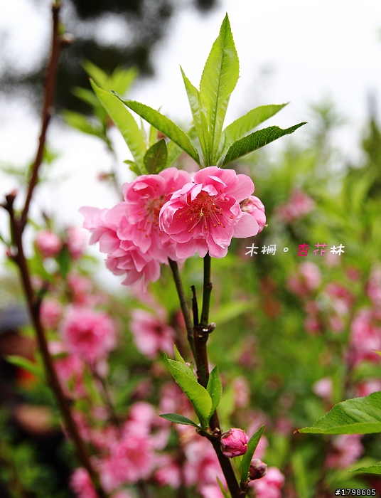 <分享> 木柵。杏花林