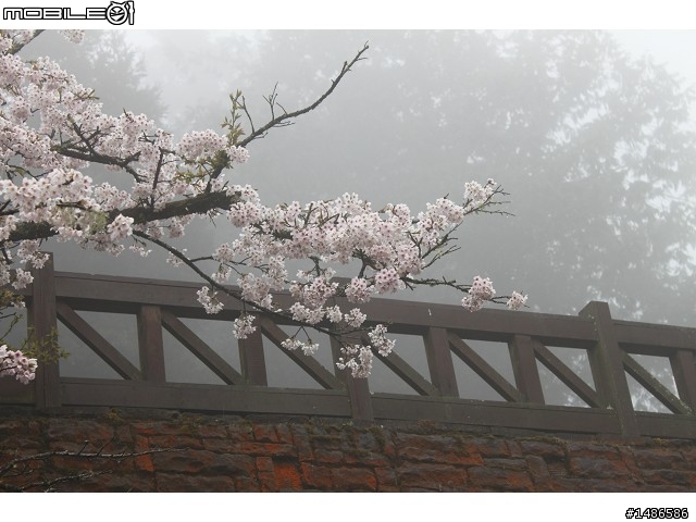賞櫻花