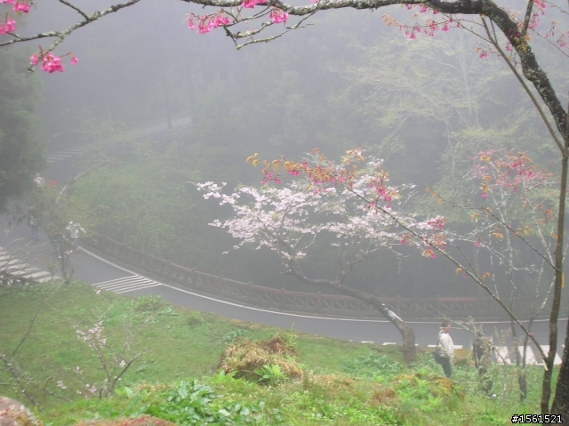 2011-0326阿里山霧中獨騎