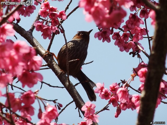 賞櫻花