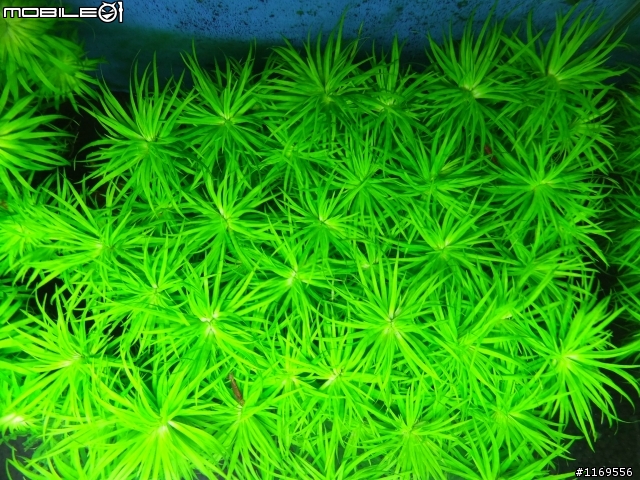 還未成景的南美草缸，給大家笑一笑