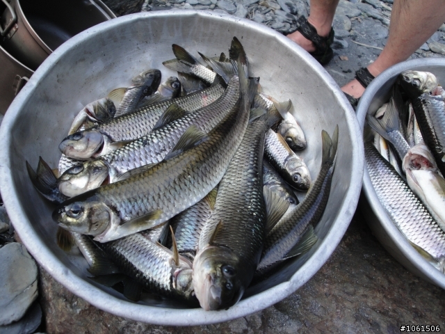 野溪泡湯兼釣苦花