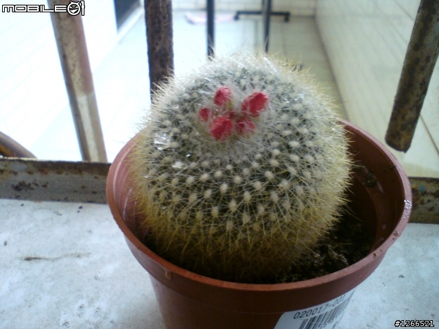 小小仙人掌開花囉!