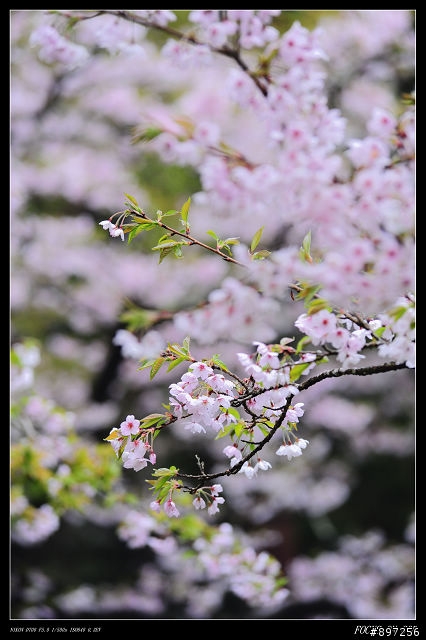 D-700之阿里山花季試拍
