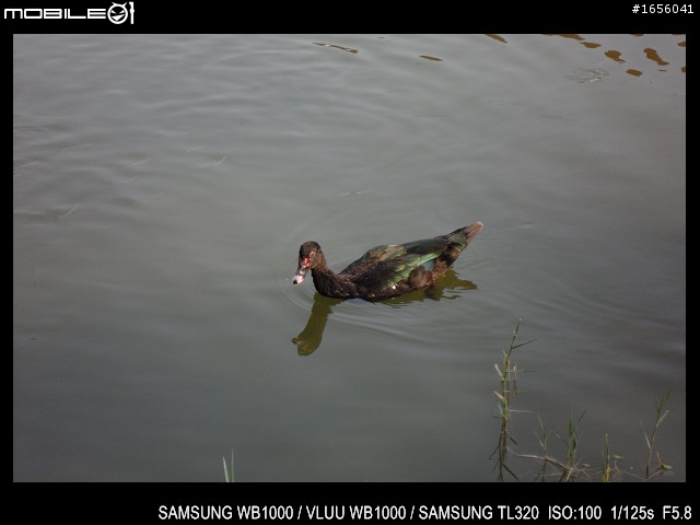 2011 03 12 高雄 中央公園隨拍～
