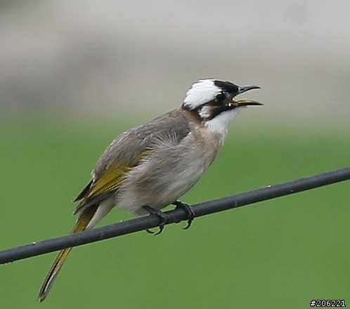 [介紹]輕便的花鳥生態鏡-小小黑(70-300mm IS USM)