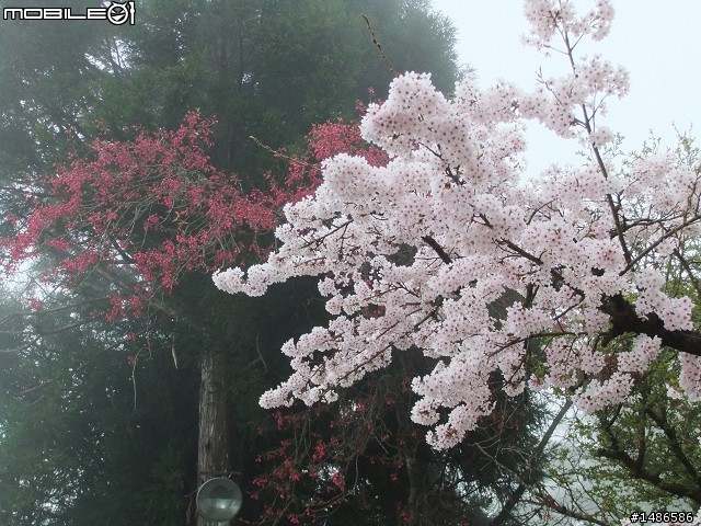 賞櫻花