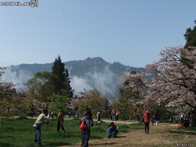 賞櫻花