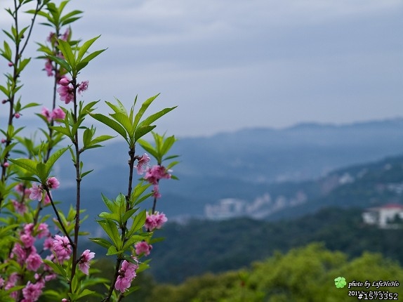 [景點分享] 木柵貓空杏花林賞花行