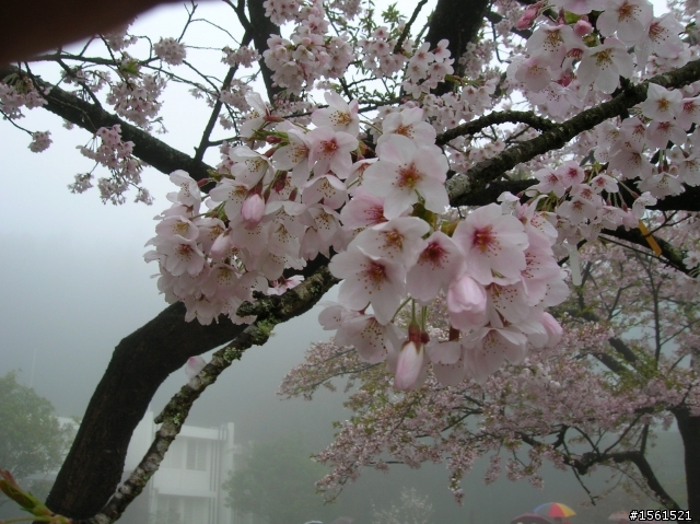 2011-0326阿里山霧中獨騎