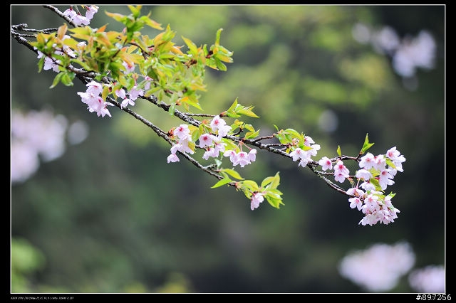 D-700之阿里山花季試拍