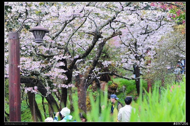 D-700之阿里山花季試拍