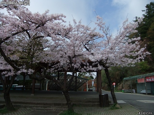 賞櫻花