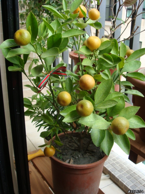 黃紅藍紫_色彩彩色台味輕裝（3/4更新陽台佈置）