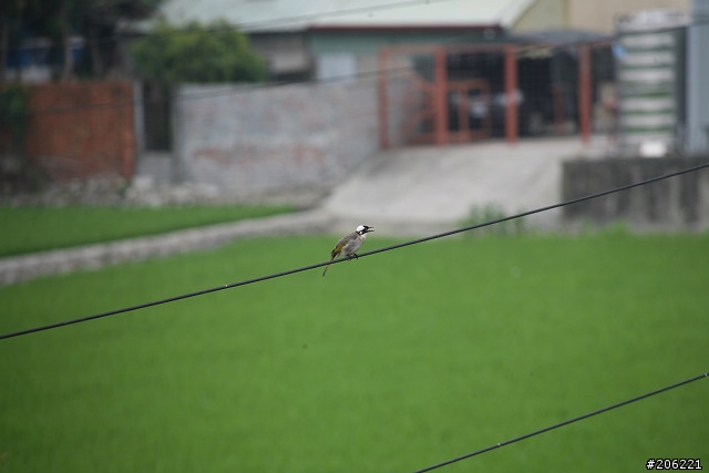 [介紹]輕便的花鳥生態鏡-小小黑(70-300mm IS USM)