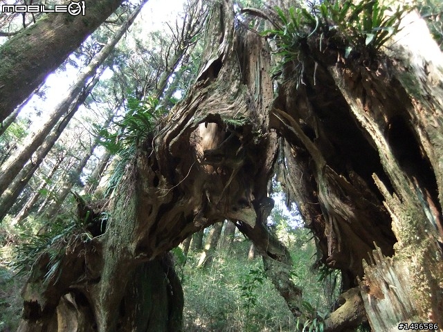 賞櫻花