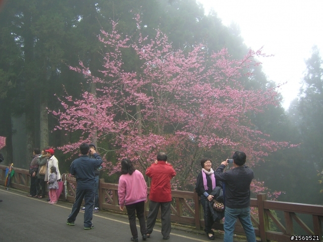 2011-0326阿里山霧中獨騎