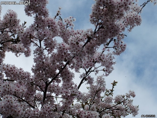 賞櫻花
