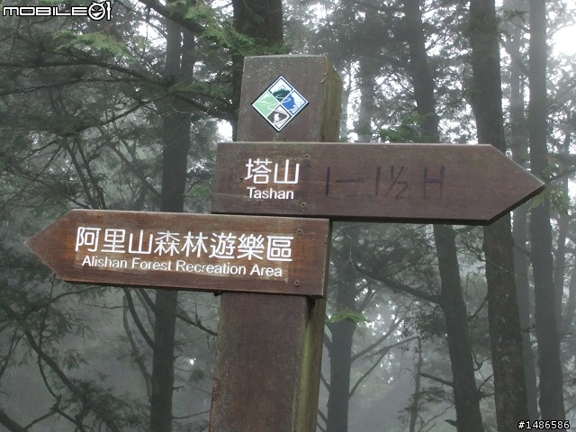 賞櫻花