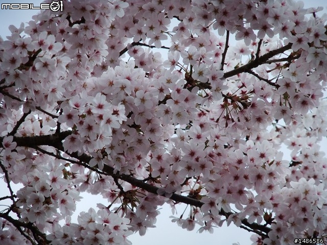 賞櫻花