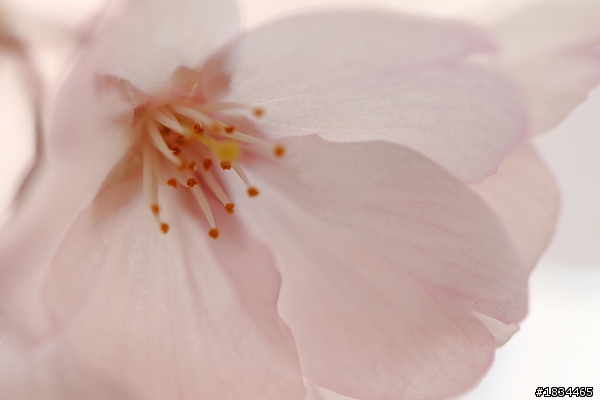 新百微 Canon100mm F2.8L開箱！可是...