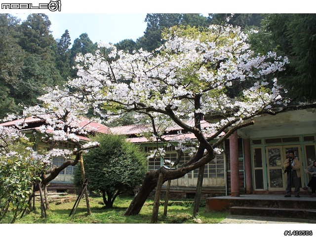 賞櫻花