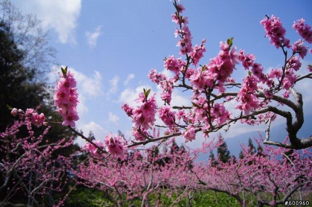 避開人群 福壽山賞桃花