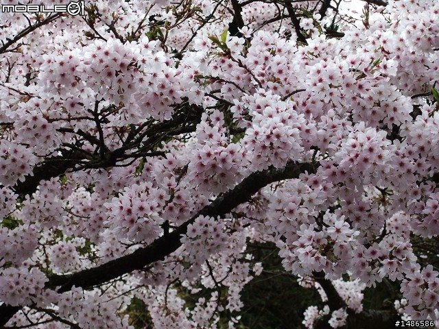 賞櫻花