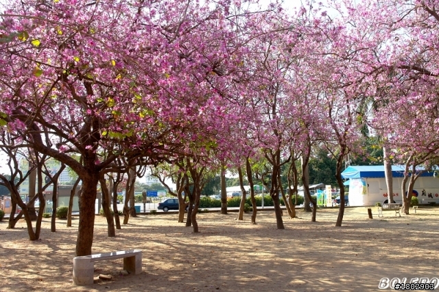 [分享]台南公園羊蹄甲盛開中