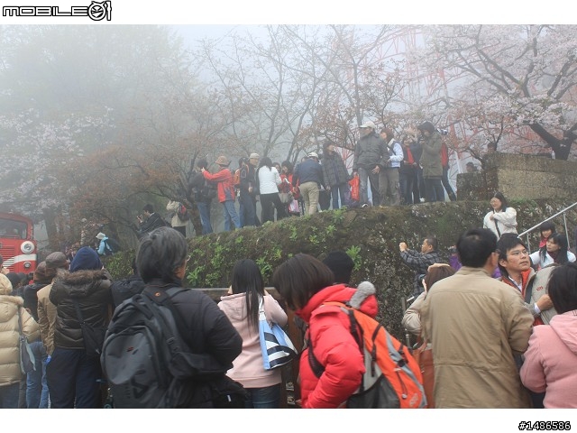賞櫻花