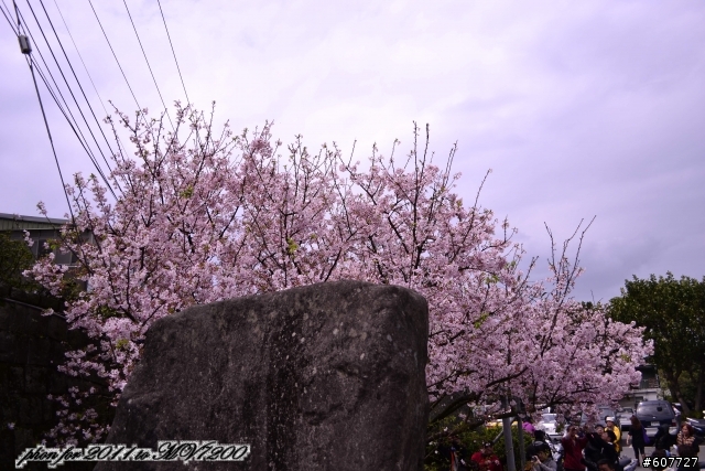 d3100 賞櫻之旅新手貼.原圖..再請大大們從新給意見