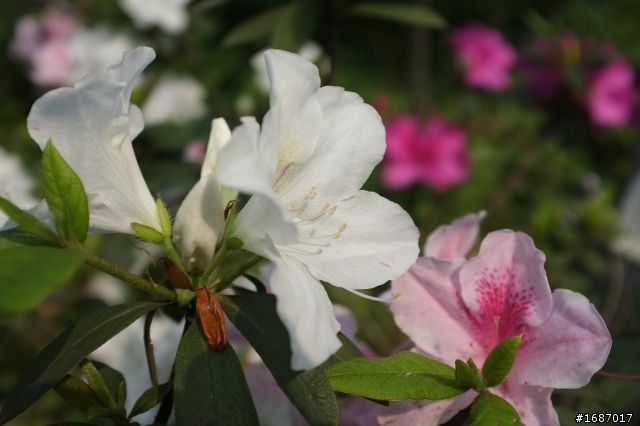 Fujifilm X100 大溪老街及大安森林公園隨拍