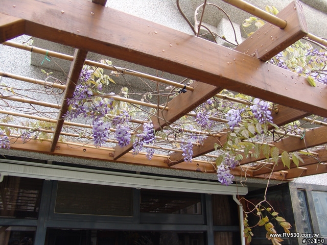 庭院。花草。家