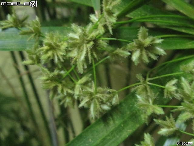輪散沙草會開花?