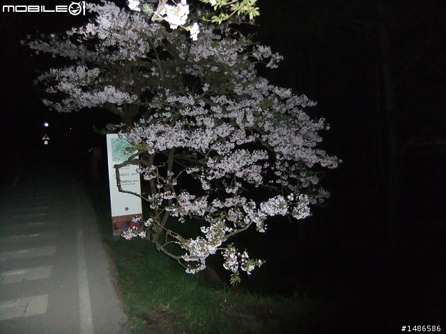 賞櫻花