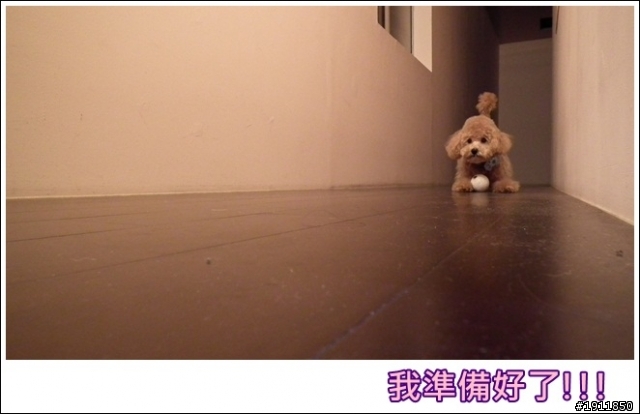 [分享] 寶貝狗狗,  奶油貴賓__(((o(*ﾟ▽ﾟ*)o)))