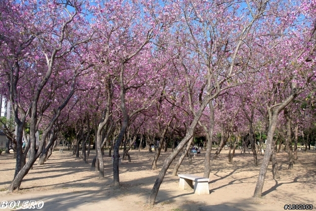 [分享]台南公園羊蹄甲盛開中