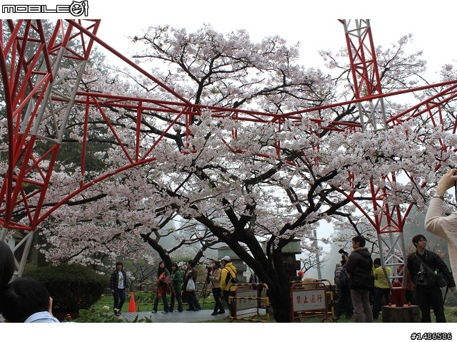 賞櫻花