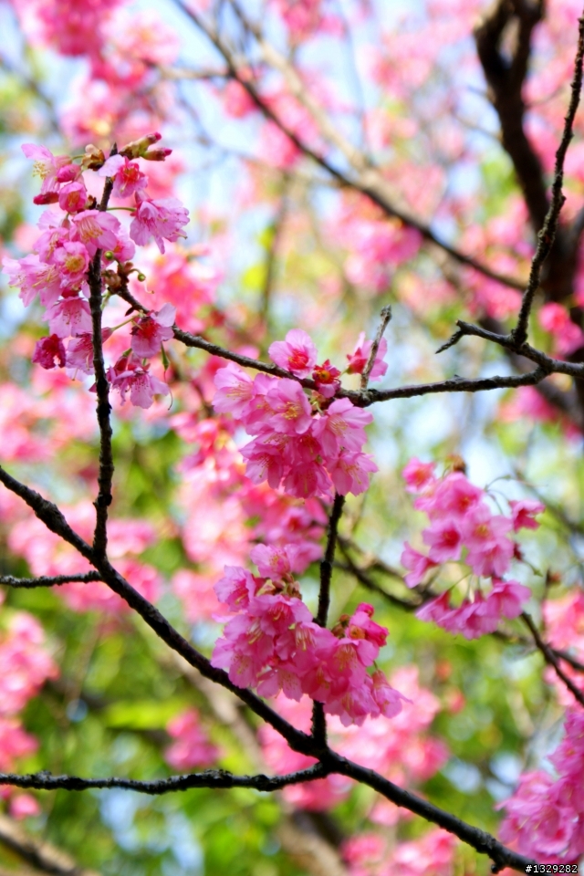 陽明山花卉試驗中心（圖多）