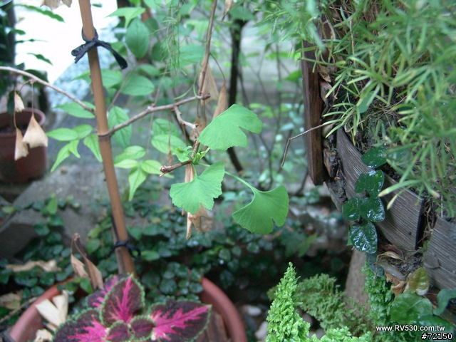 庭院。花草。家