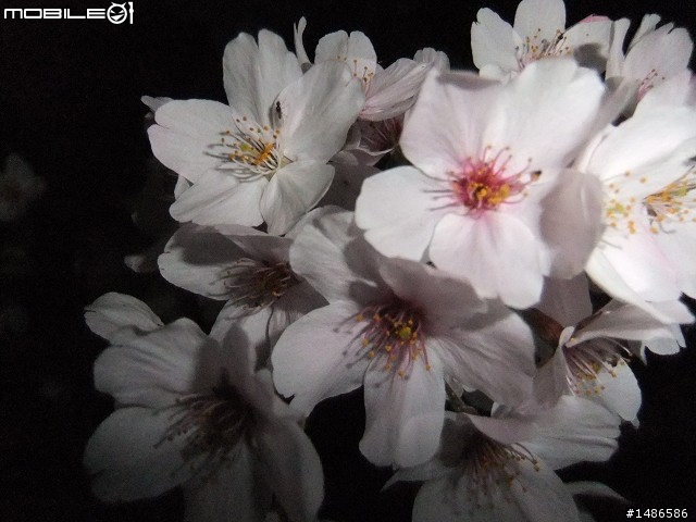 賞櫻花