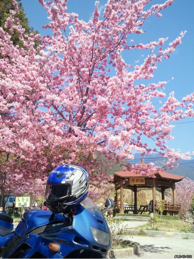 2011年3月4&5日單騎武陵農場賞櫻花