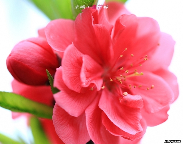 <分享> 木柵。杏花林