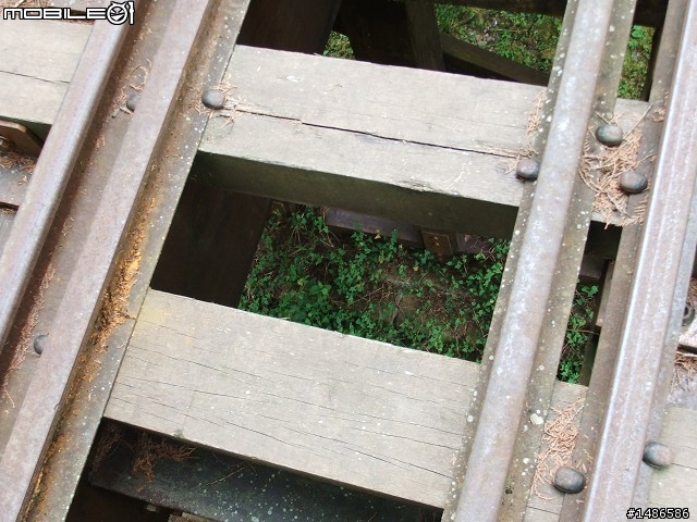 賞櫻花