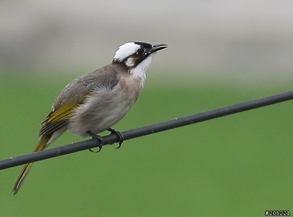 [介紹]輕便的花鳥生態鏡-小小黑(70-300mm IS USM)